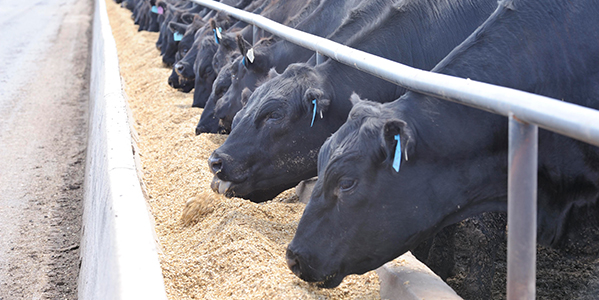 Black Cows at JBS