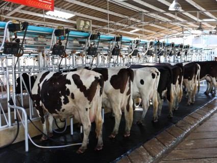 Tunnel Barn Milking